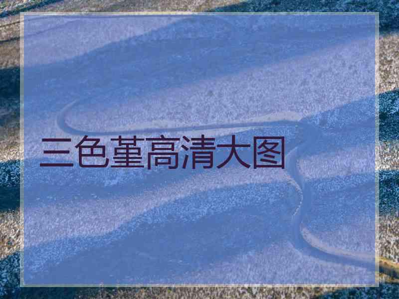 三色堇高清大图