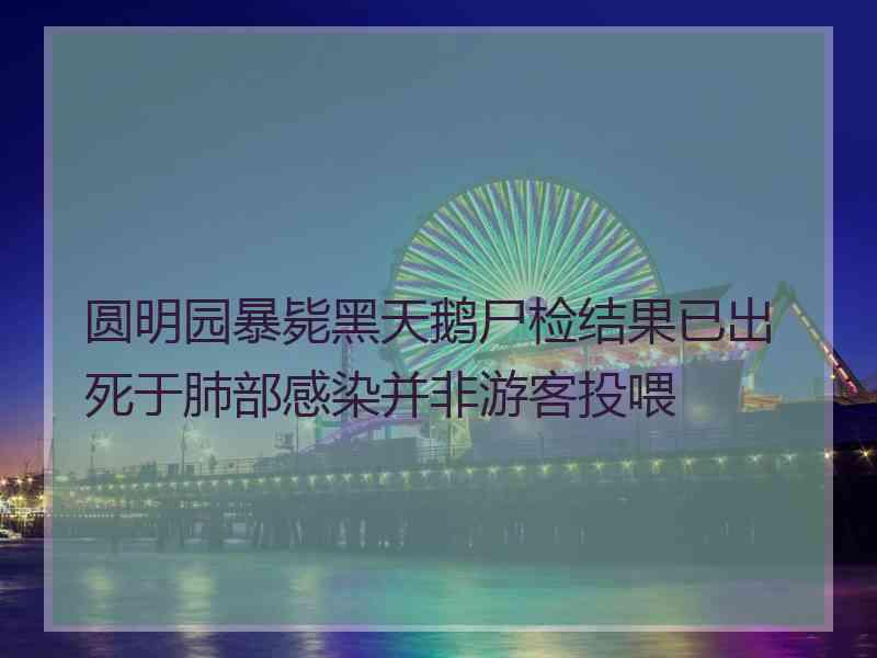 圆明园暴毙黑天鹅尸检结果已出死于肺部感染并非游客投喂