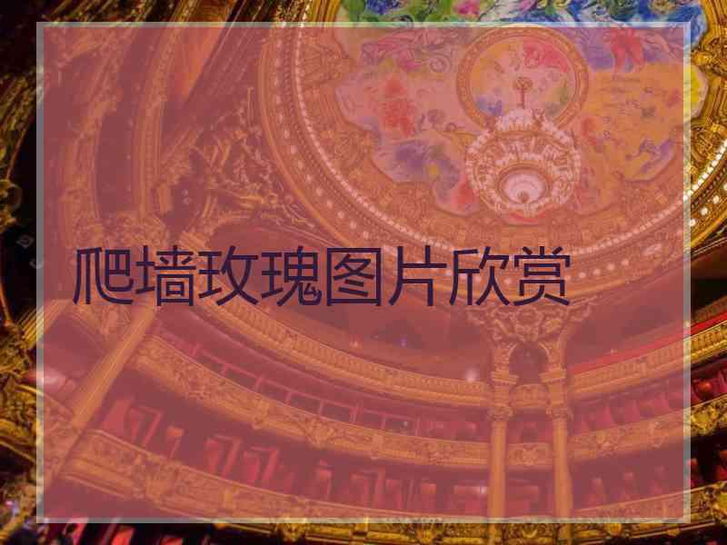 爬墙玫瑰图片欣赏