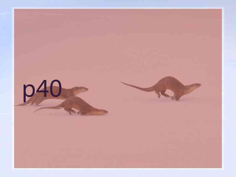 p40
