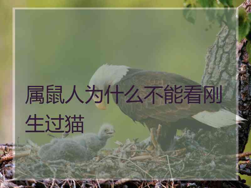 属鼠人为什么不能看刚生过猫