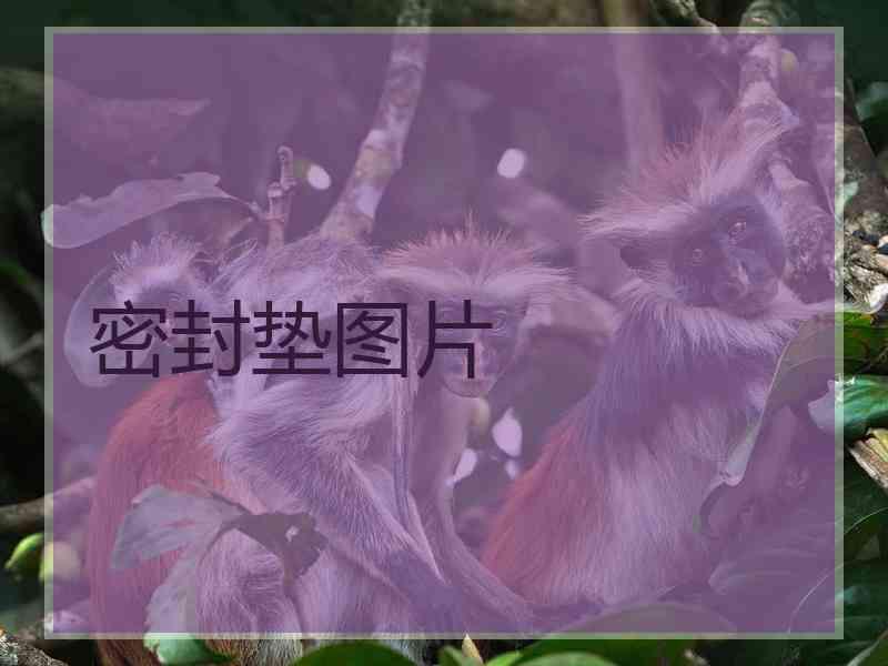 密封垫图片