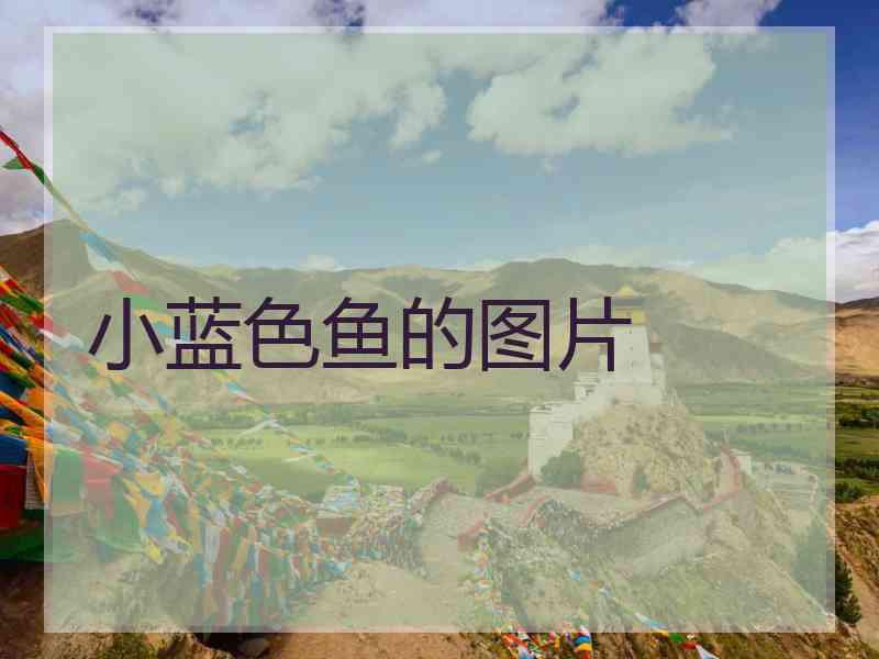 小蓝色鱼的图片