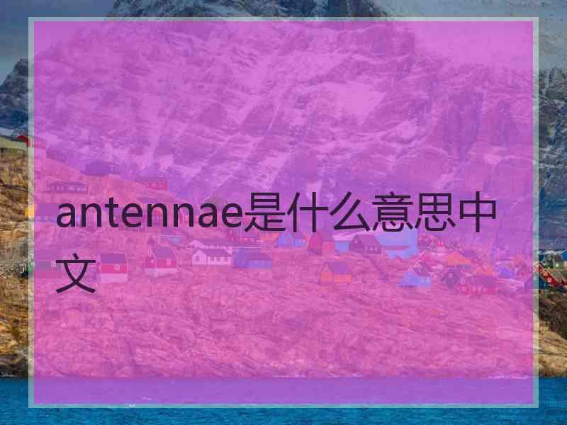antennae是什么意思中文
