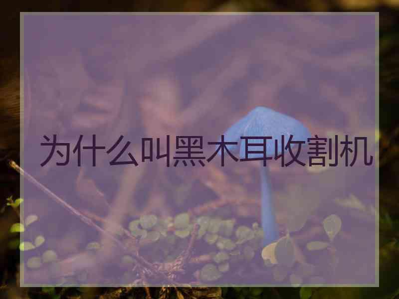 为什么叫黑木耳收割机