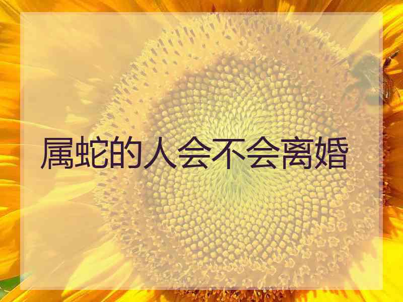 属蛇的人会不会离婚