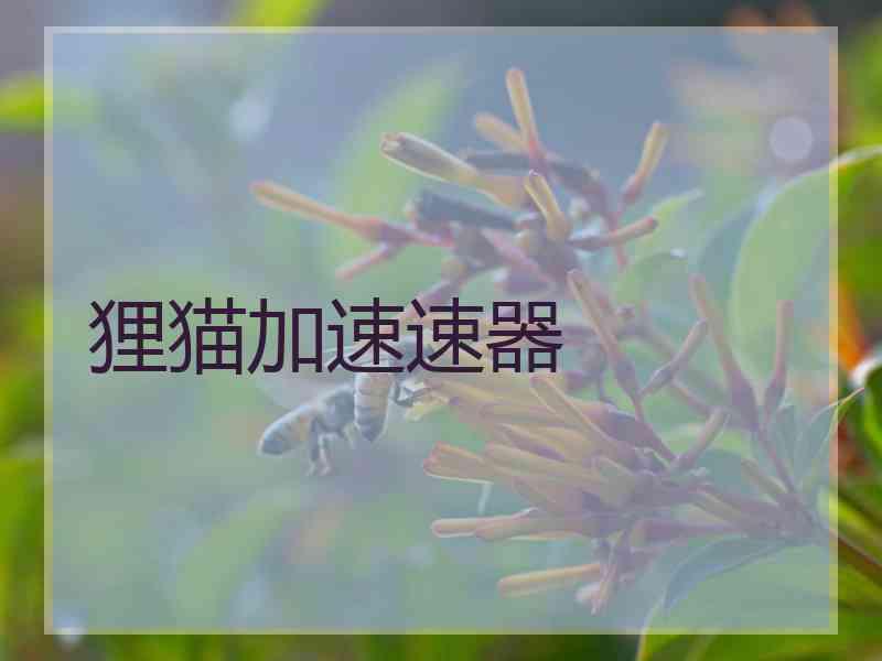 狸猫加速速器