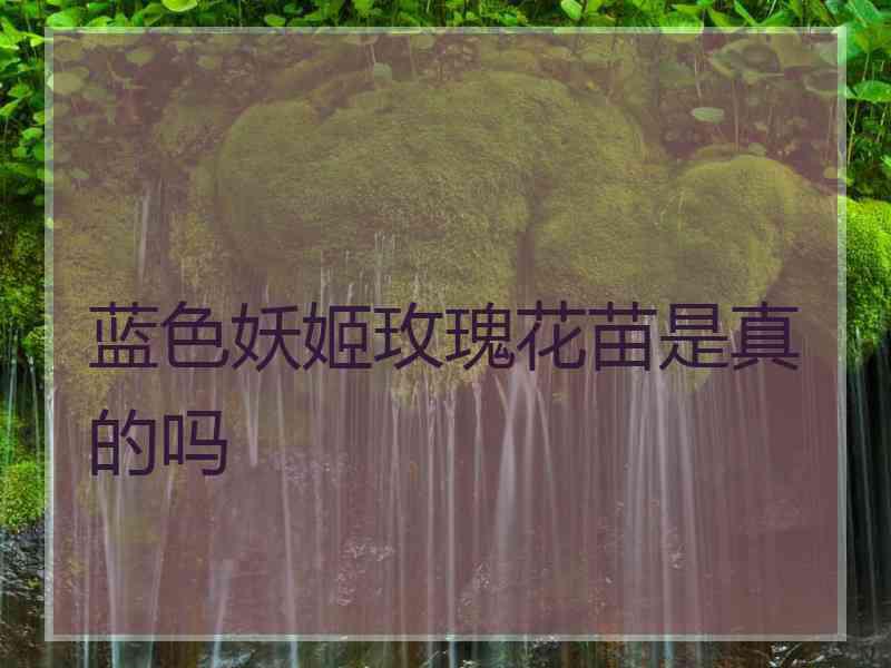 蓝色妖姬玫瑰花苗是真的吗