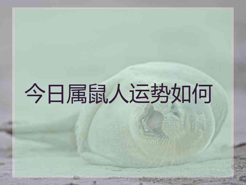今日属鼠人运势如何