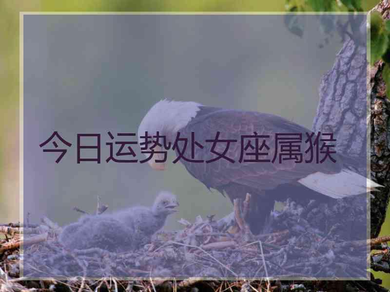 今日运势处女座属猴