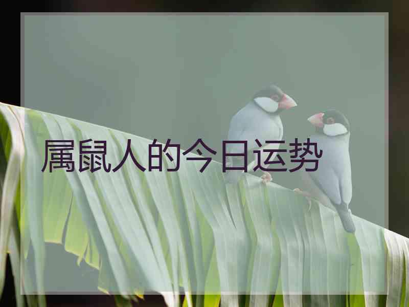 属鼠人的今日运势