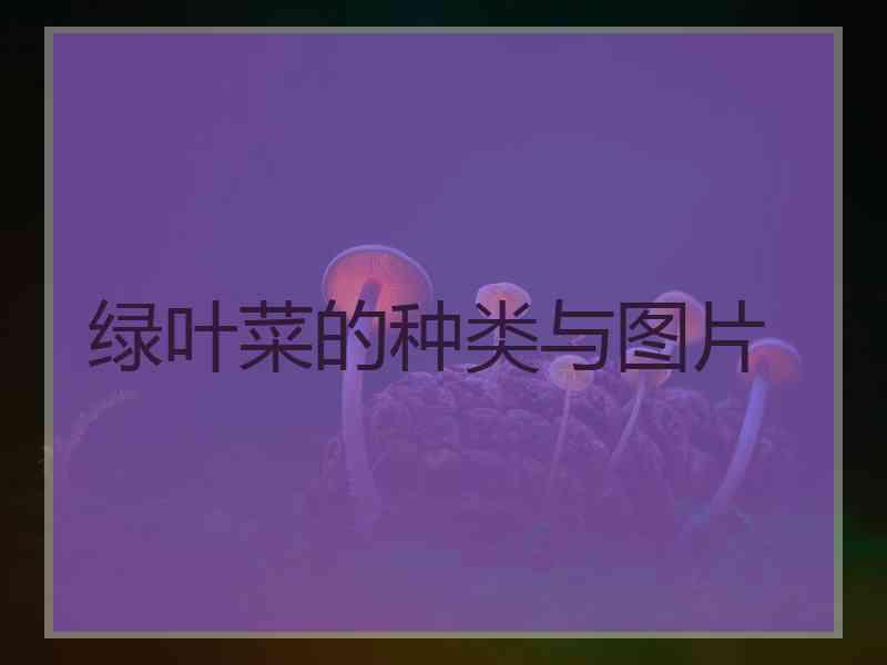 绿叶菜的种类与图片